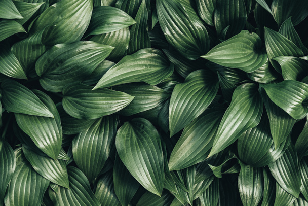 full frame image of hosta leaves background  - Photo, Image