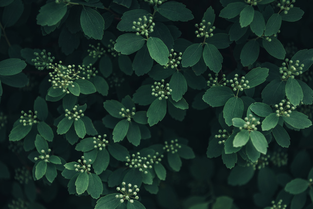 full frame image of green leaves with little white flowers background - Foto, afbeelding