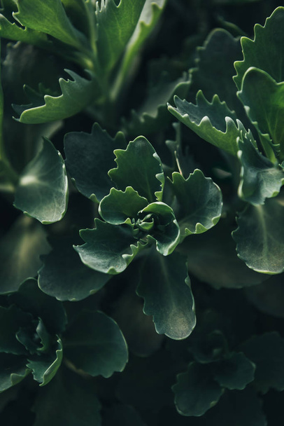 full frame image of succulents leaves background - Foto, afbeelding
