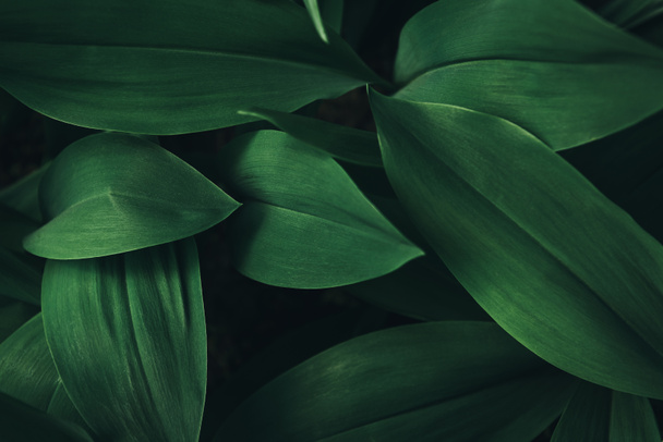 full frame image of plant leaves background  - Photo, Image