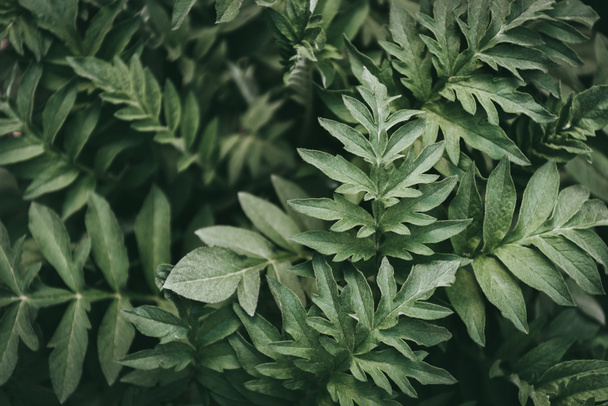 full frame image of green leaves background  - Valokuva, kuva