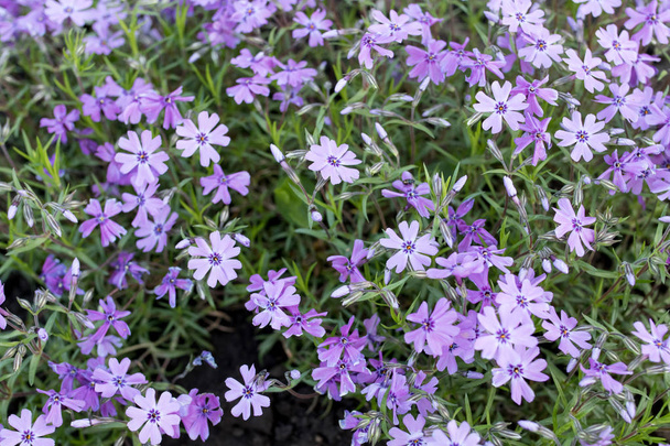 オーブリエタカルトラム - 紫または紫の小さな花。美しい紫色の花の背景 - 写真・画像