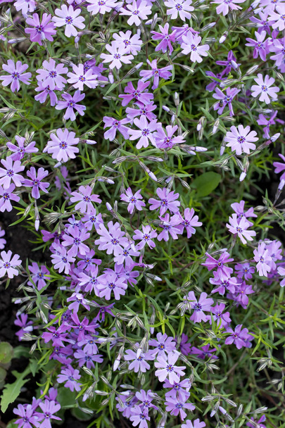オーブリエタカルトラム - 紫または紫の小さな花。美しい紫色の花の背景 - 写真・画像