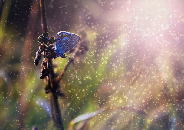 Blue butterfly in rain and sunset - Photo, Image