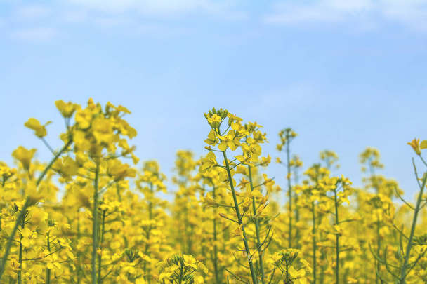 Blooming yellow rapeseed field with blue cloudless sky. Beautifu - Fotoğraf, Görsel