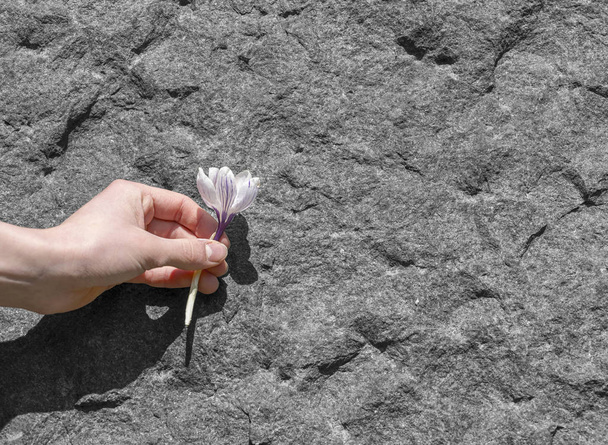 ręka trzyma oskubane kwiat tle granitu - Zdjęcie, obraz