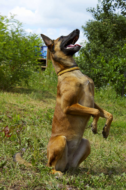 Chien jouant à l'extérieur. Plan complet d'un chien jouant. Malinois Chien jouant. Portrait d'un chien malinois jouant dans le parc
. - Photo, image