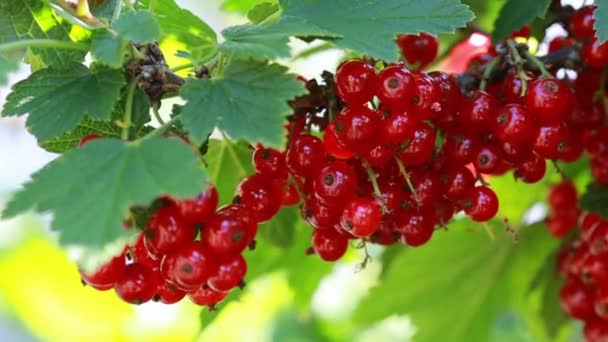 Macro shot on red currant in summer garden. - Footage, Video