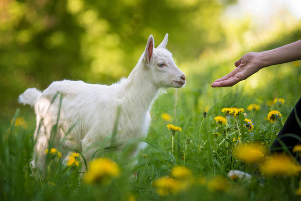 Goat on a pasture - Photo, Image