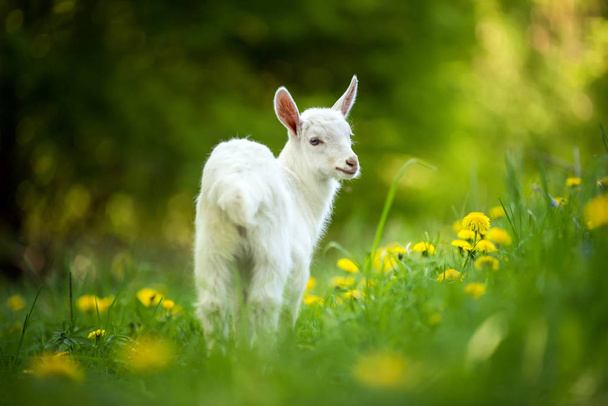 Goat on a pasture - Photo, Image