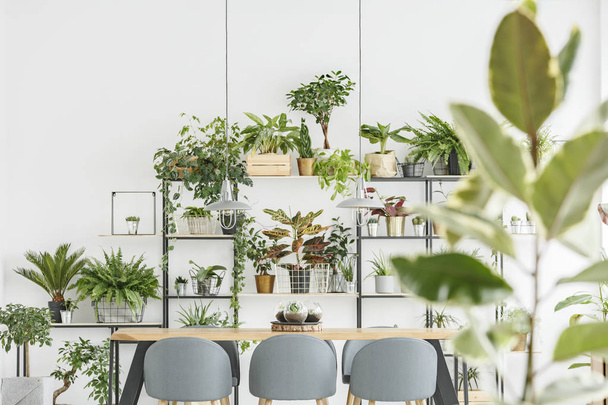 Plants in natural dining room - Foto, afbeelding