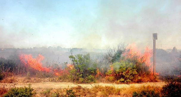 Incêndio em um campo cultivado
 - Foto, Imagem