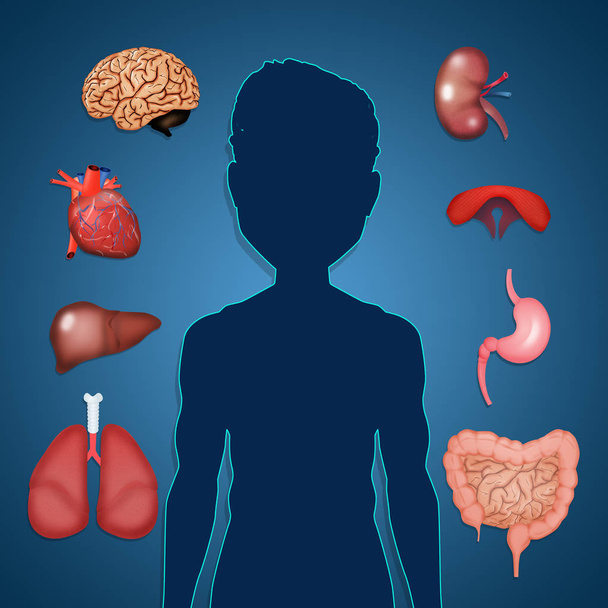 illustration of the human organs - Foto, Imagem