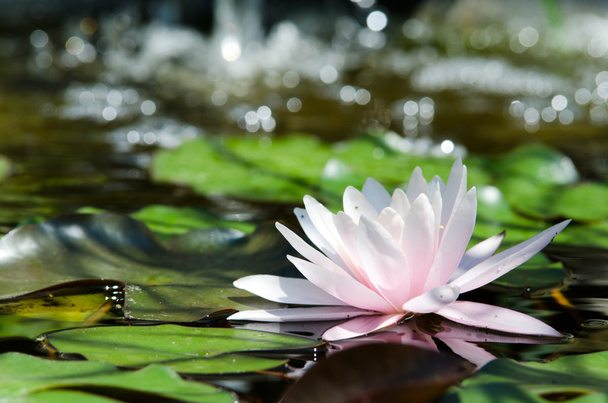 Water lily background - Фото, изображение