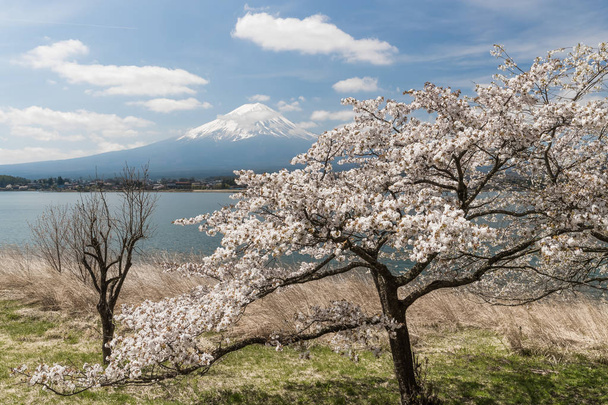 Sakura cherry blossom és Mt. Fuji-Kawaguchiko-tó partján, Japán, a tavaszi szezon - Fotó, kép