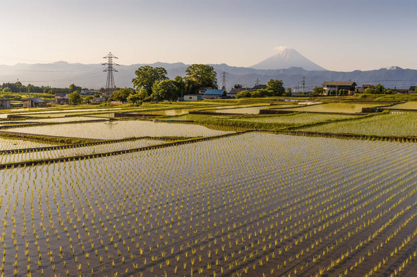 Японская рисовая терраса и горный Фудзи утром в Минами Альпы Накано, город Кофу, префектура Яманаси
 - Фото, изображение