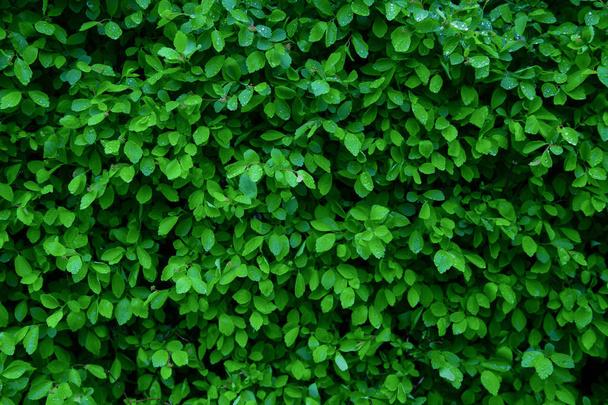 Drops of water on green little leaves - Foto, Imagem