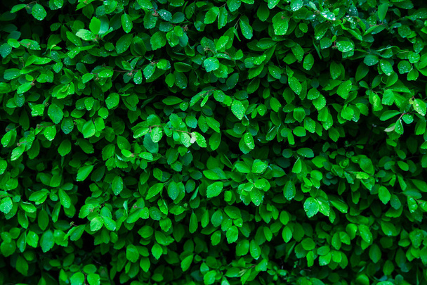 Drops of water on green little leaves - Foto, Imagem