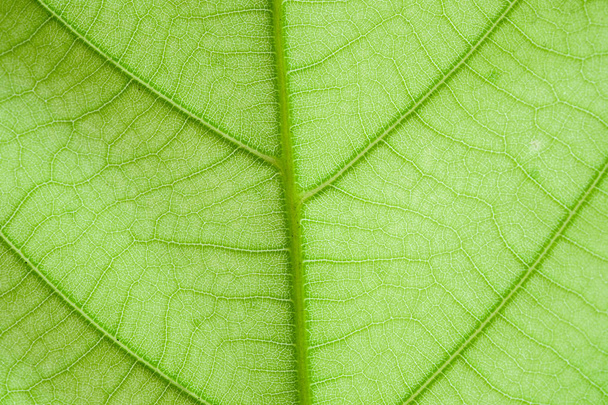 Texture of green leaf nature background - Foto, imagen