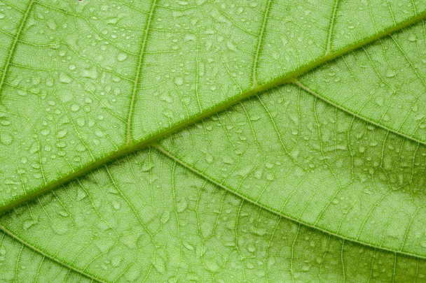 Soft Focus nature background texture green leaf with water drop. - Foto, Bild