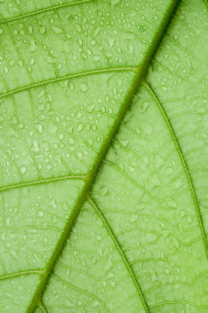 Soft Focus nature background texture green leaf with water drop. - Foto, Bild