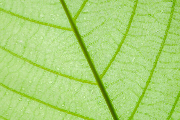 Soft Focus nature background texture green leaf with water drop. - Фото, зображення