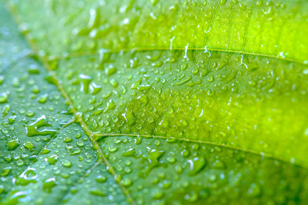 Soft Focus nature background texture green leaf with water drop. - Foto, Imagen