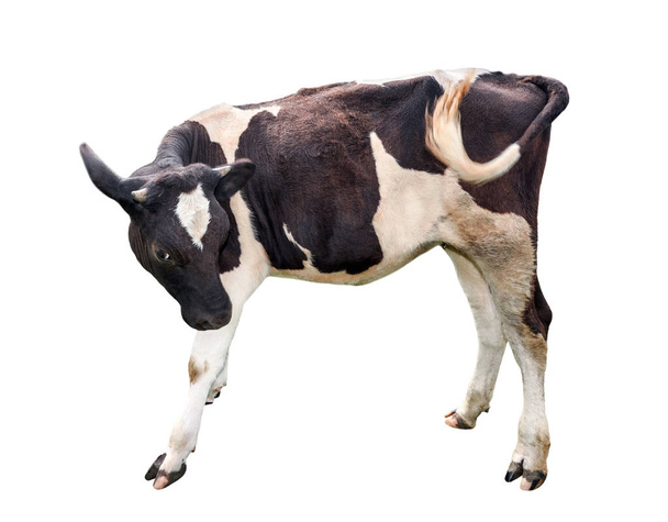 ふくらはぎは、白で隔離。美しい黒と白のまだらの子牛は白で隔離。面白い少し牛完全な長さをクローズ アップ。農場の動物。子牛は生後 1 ヵ月になってください。 - 写真・画像
