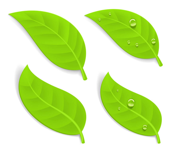 Zielone liście realistyczne - Wektor, obraz