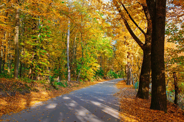 Яркий и живописный пейзаж новой дороги через осенние деревья с опавшим оранжевым и желтым листом
 - Фото, изображение