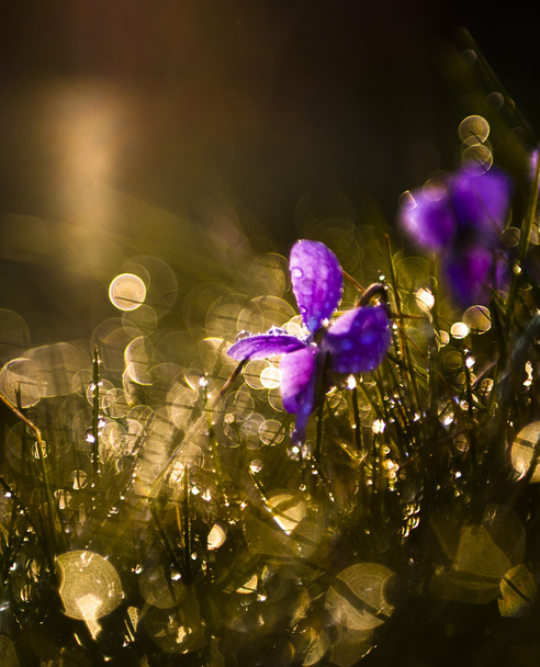Violetti viulu luonnonvaraiset kukat auringonlaskussa
 - Valokuva, kuva