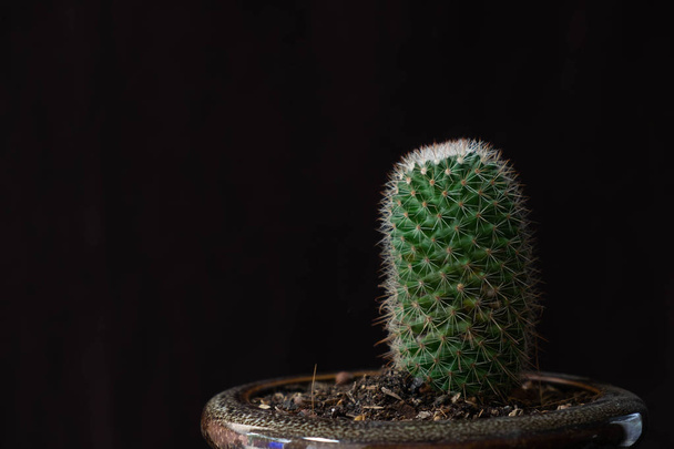 Cactus su sfondo nero. - Foto, immagini