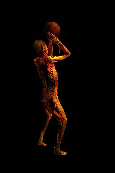 New York City, USA - 11. elokuuta 2012: Gunther von Hagens BODY WORLDS näyttely. Ihmisen kehon ilman ihon muotoinen koripalloilija pallo käsissä eristetty mustalla pohjalla
 - Valokuva, kuva