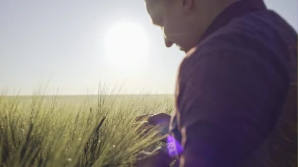 Farmer checking field of rye on sunny day - Кадри, відео