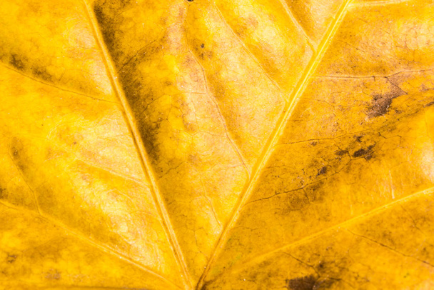 Yellow leaf texture, Fatsia - Foto, Bild