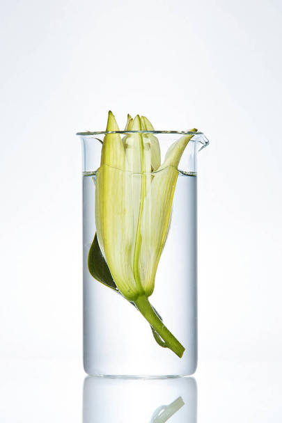 Flower In Laboratory Glass On White Background - Foto, afbeelding