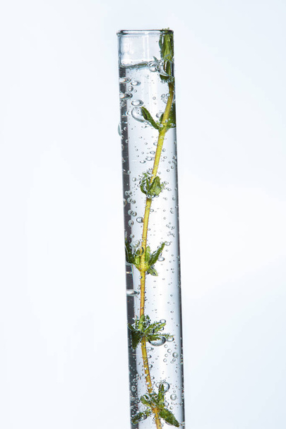 Laboratory Glass With Plant In Liquid On White Background - Fotografie, Obrázek