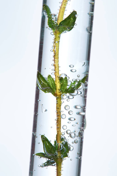 Laboratory Glass With Plant In Liquid On White Background - Фото, зображення