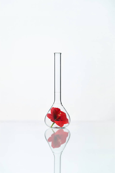 Flower In Laboratory Glass  - Fotoğraf, Görsel