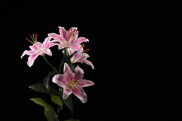 beautiful white pink lilies - Foto, Imagem