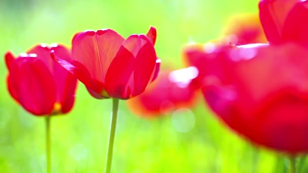 красные тюльпаны на фоне зеленой травы - Кадры, видео