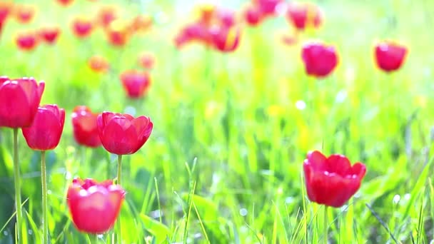 tulipanes rojos sobre un fondo de hierba verde - Metraje, vídeo