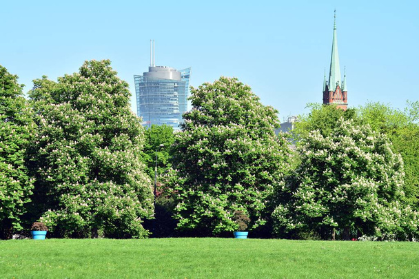 Όμορφο πάρκο σκηνή σε δημόσιο πάρκο με πεδίο πράσινο γρασίδι, πράσινο δέντρο φυτό και ένα κόμμα θολό μπλε του ουρανού - Φωτογραφία, εικόνα