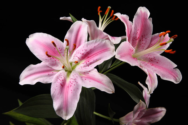 gyönyörű, fehér, rózsaszín liliom - Fotó, kép