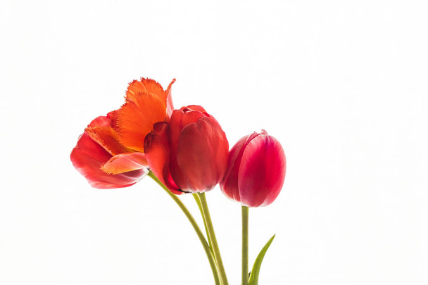 Tulip flowers on white background with space for your text. - Fotografie, Obrázek