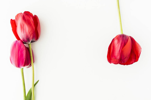 Tulipán květy na bílém stůl s lidskou ruku a kopírovat prostor pro  - Fotografie, Obrázek