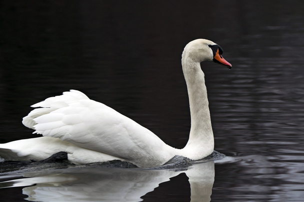 Cisne blanco
 - Foto, Imagen