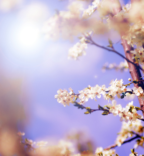 Flores de árvores brancas na primavera - Foto, Imagem