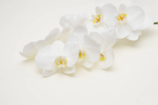 romantic branch of white orchid - Фото, изображение