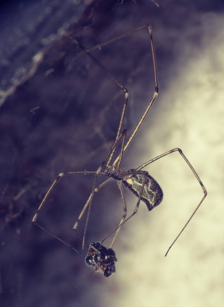 Aranha e presa
 - Foto, Imagem